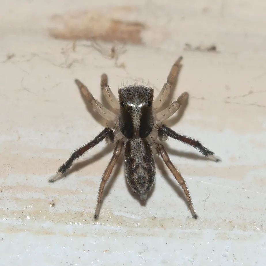 Saitis tauricus