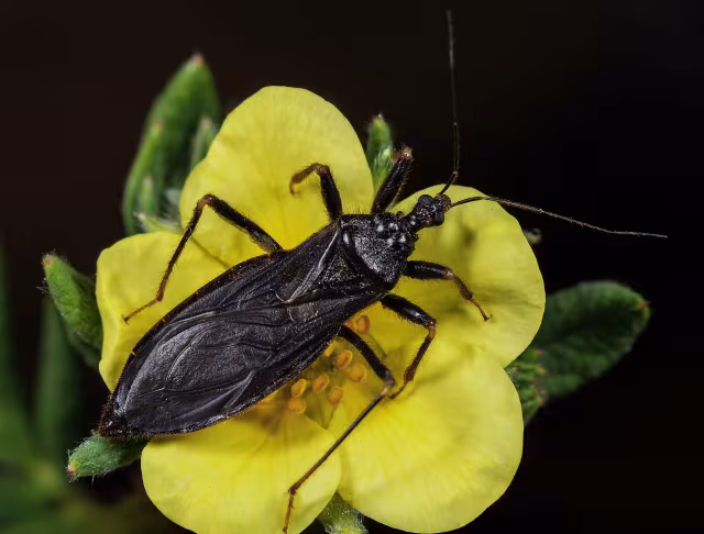 Reduvius personatus