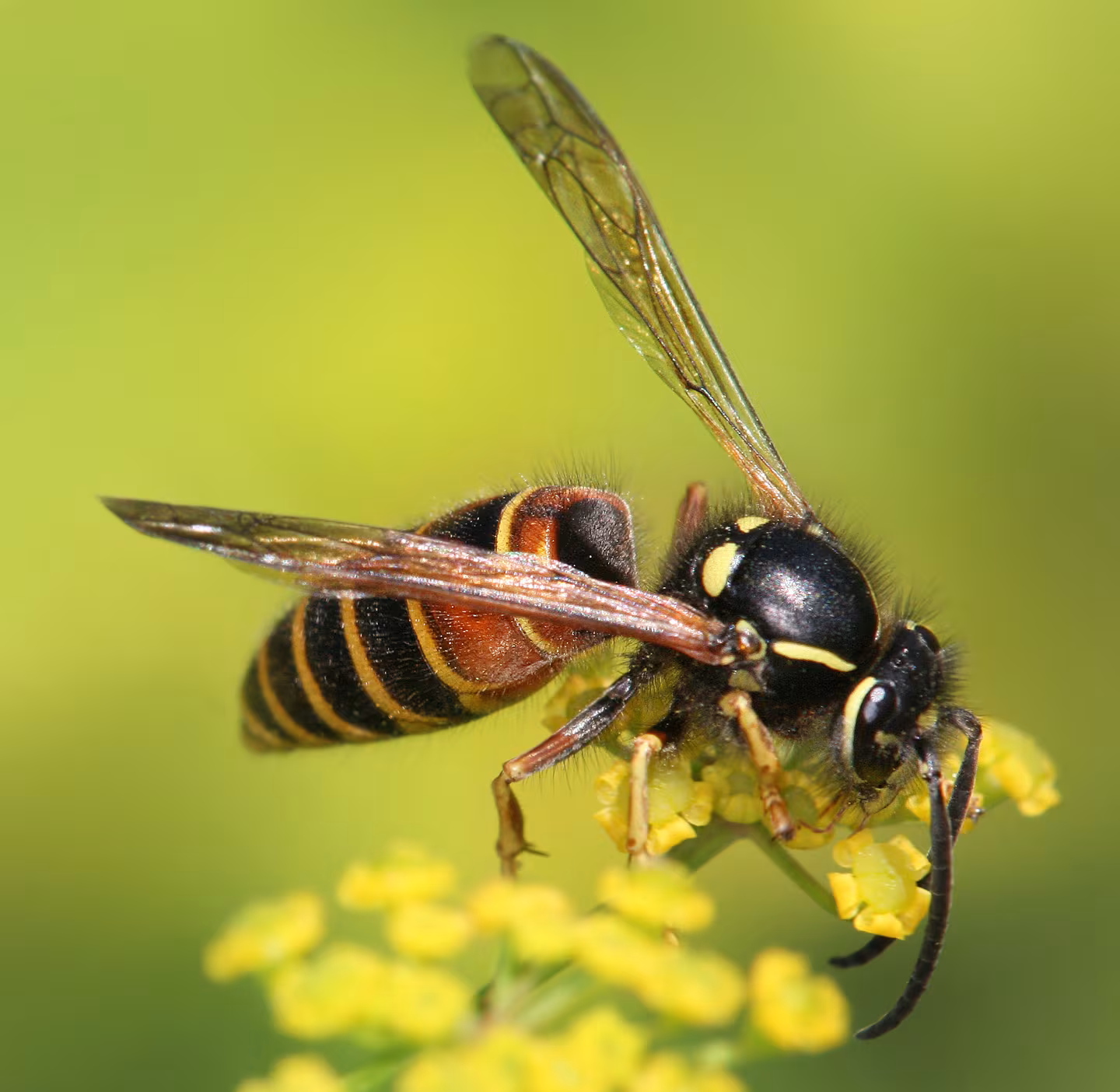 Vespula rufa