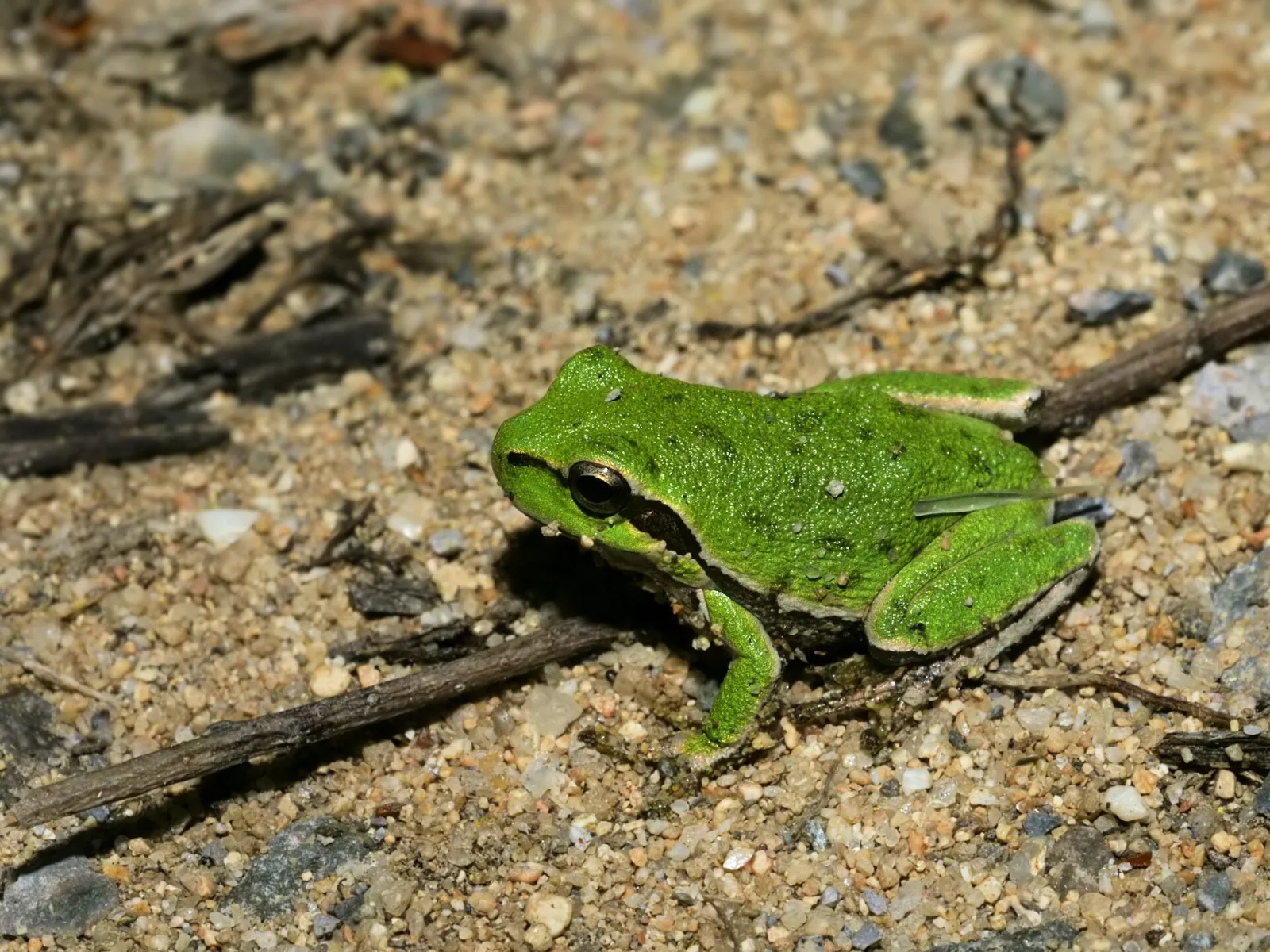 Sardinian Tree Frog