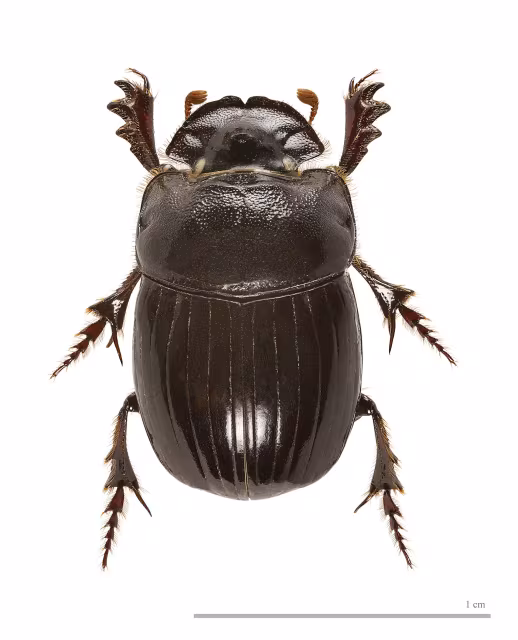 Copris lunaris