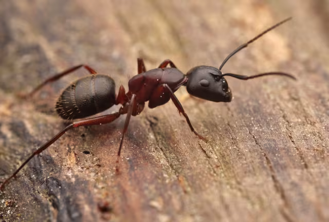 Camponotus herculeanus