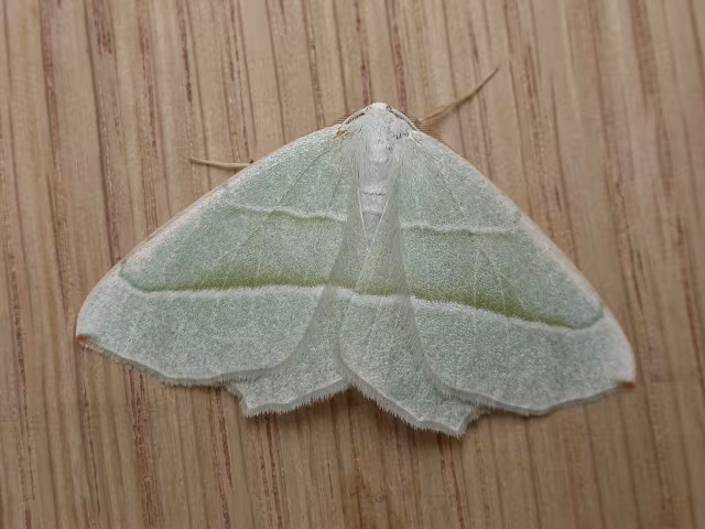 Campaea margaritaria
