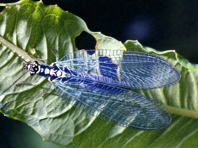 Chrysopa perla