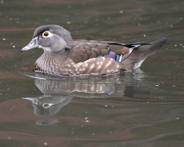 Anatra sposa