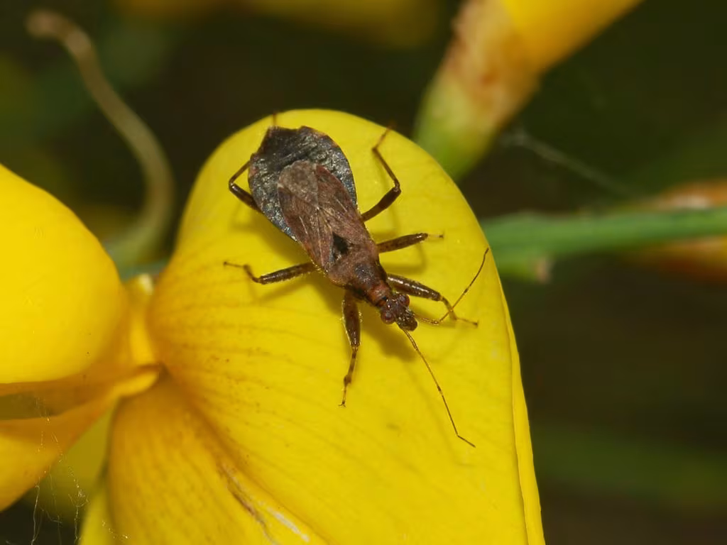 Himacerus mirmicoides