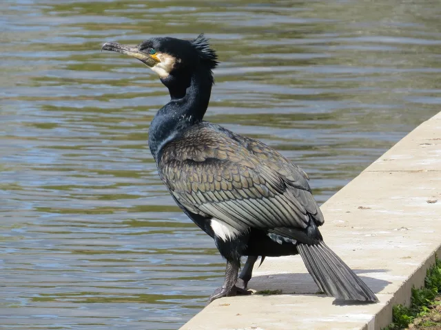 Cormorano comune