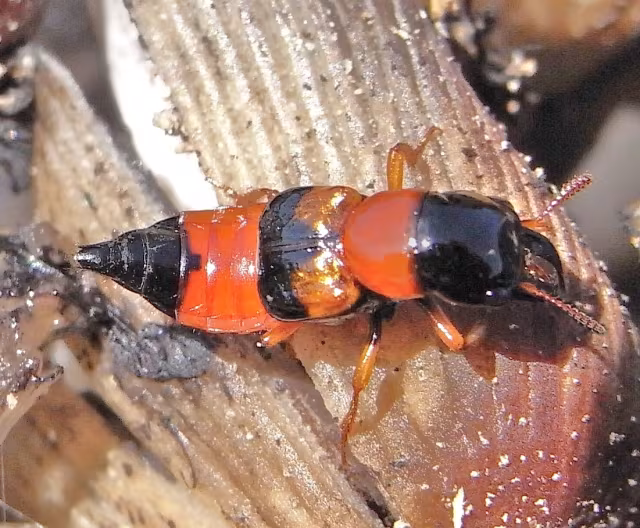 Oxyporus rufus