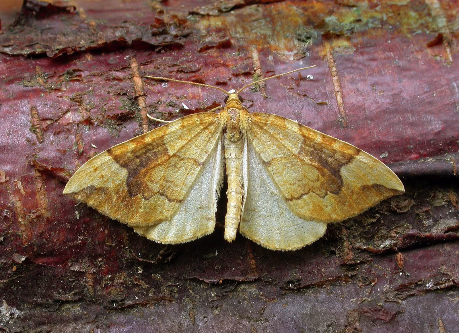 Eulithis populata