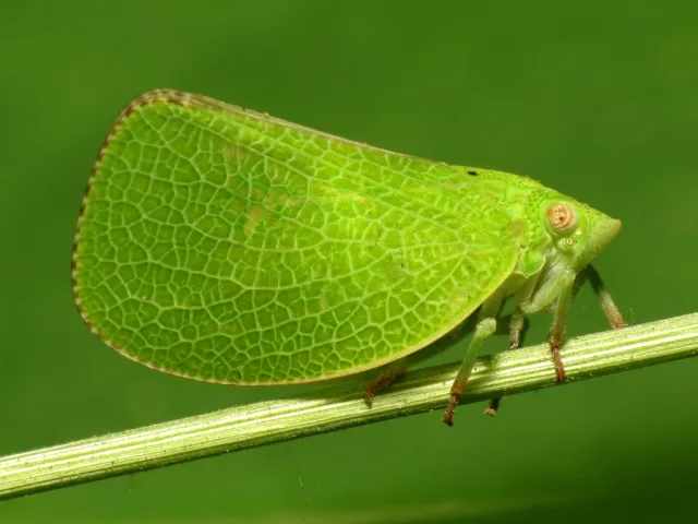 Acanalonia conica