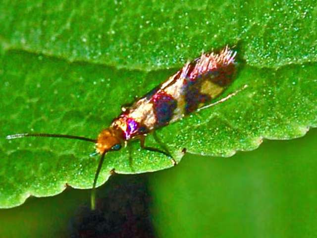 Micropterix rothenbachii