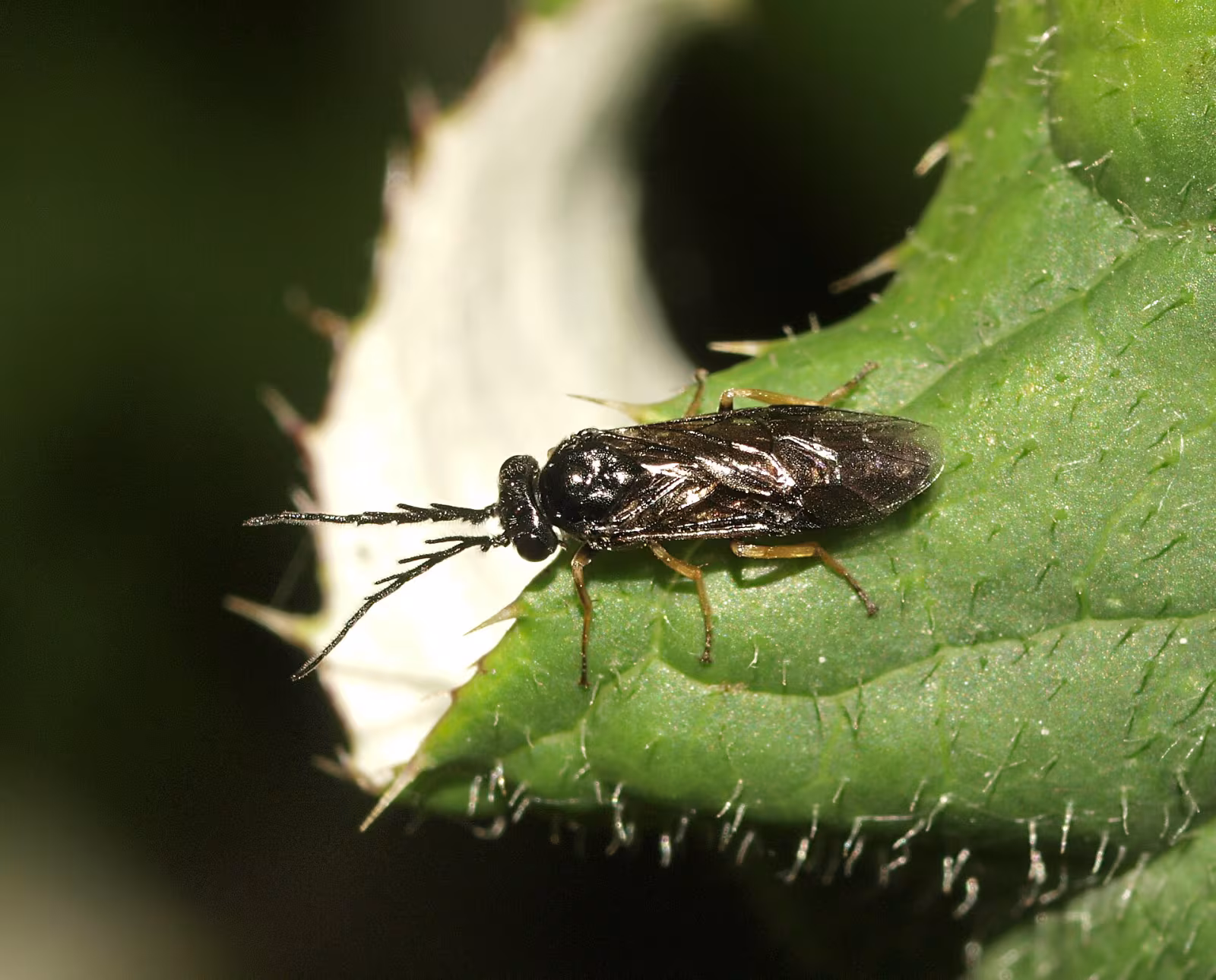 Tentredine nera della rosa