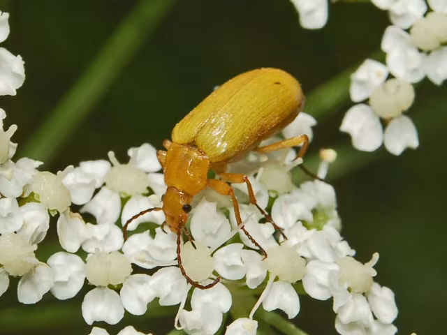 Cteniopus sulphureus