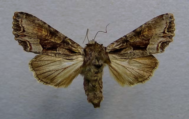 Lacanobia (Lacanobia) w-latinum