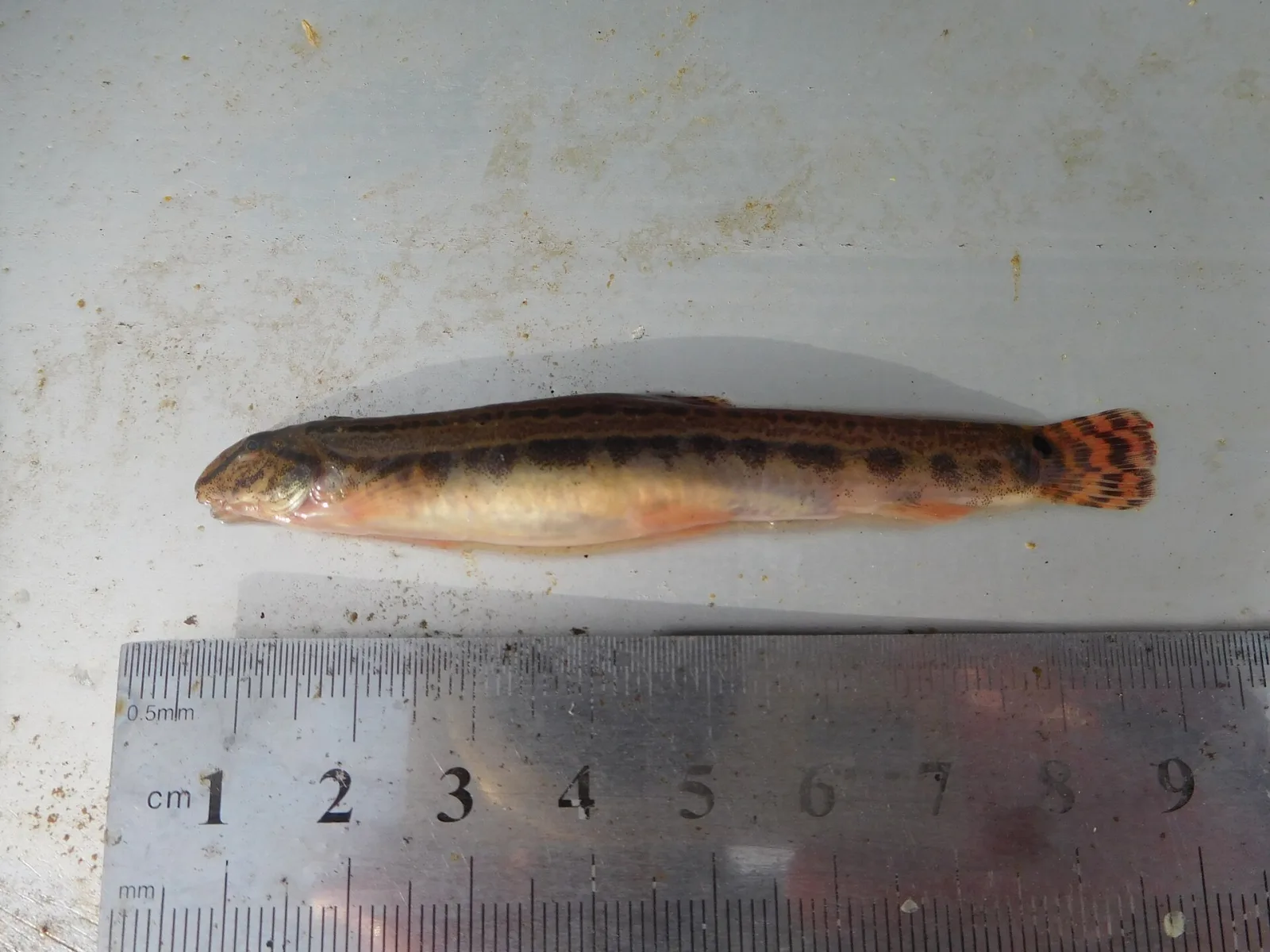 Cobitis elongatoides
