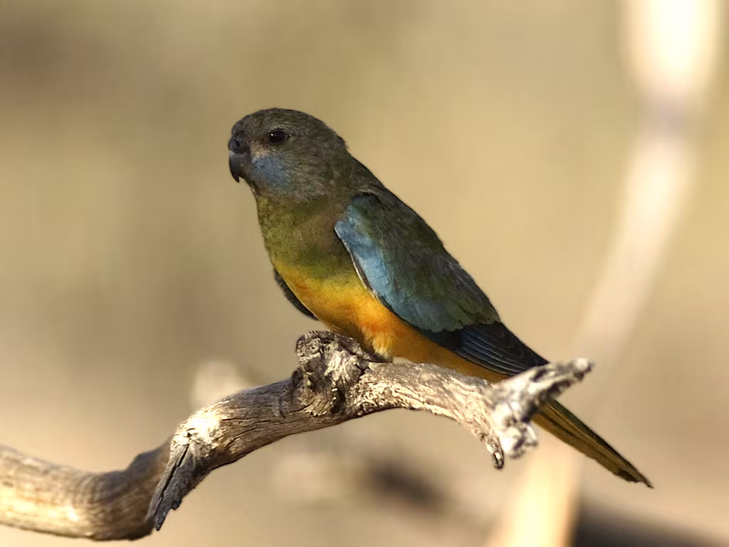 Scarlet-chested Parrot