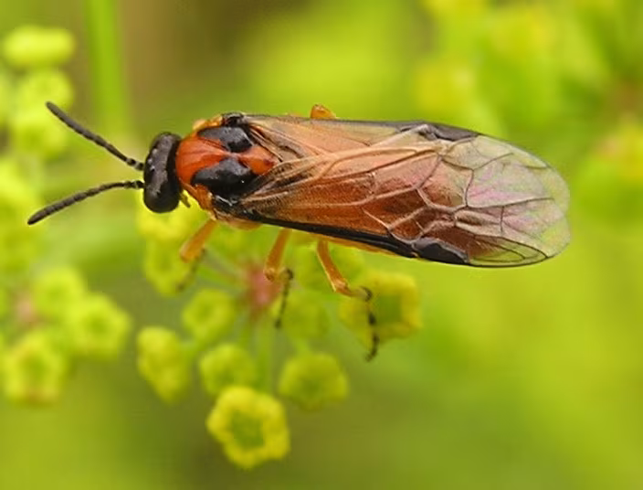 Athalia rosae