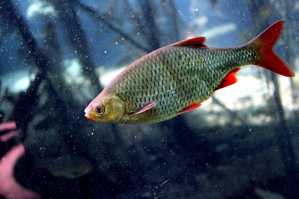 Scardola Europea