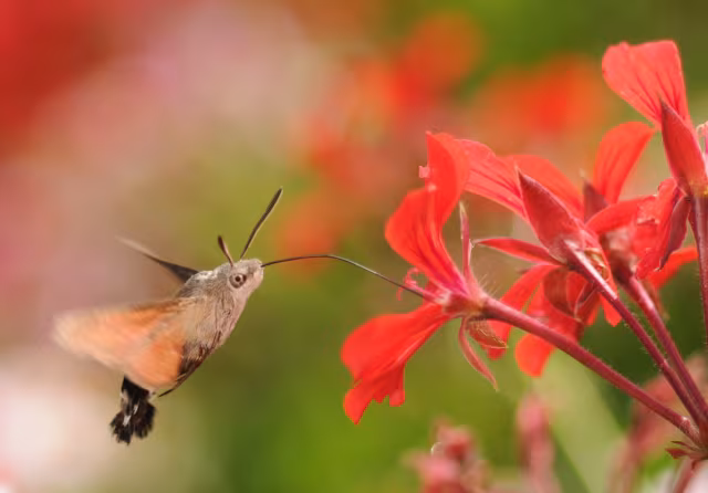 Sfinge colibrì
