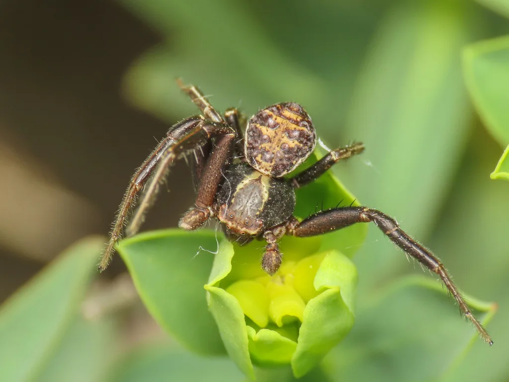 Xysticus ferrugineus