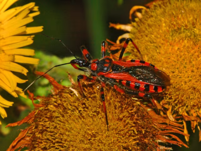 Cimice assassina