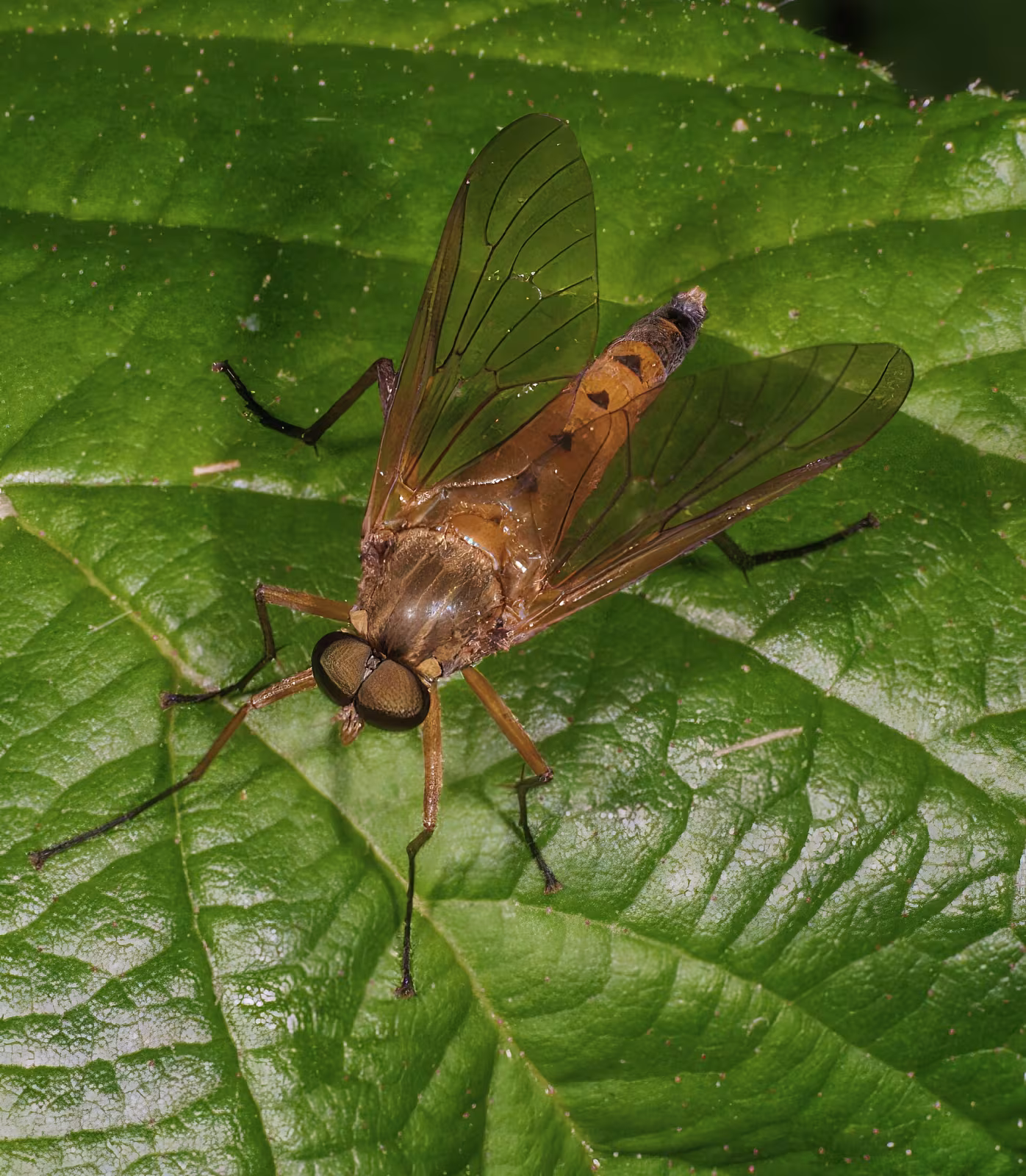 Rhagio tringarius