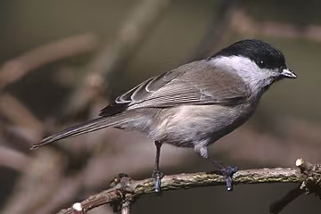 Cincia alpestre