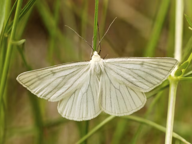 Siona lineata