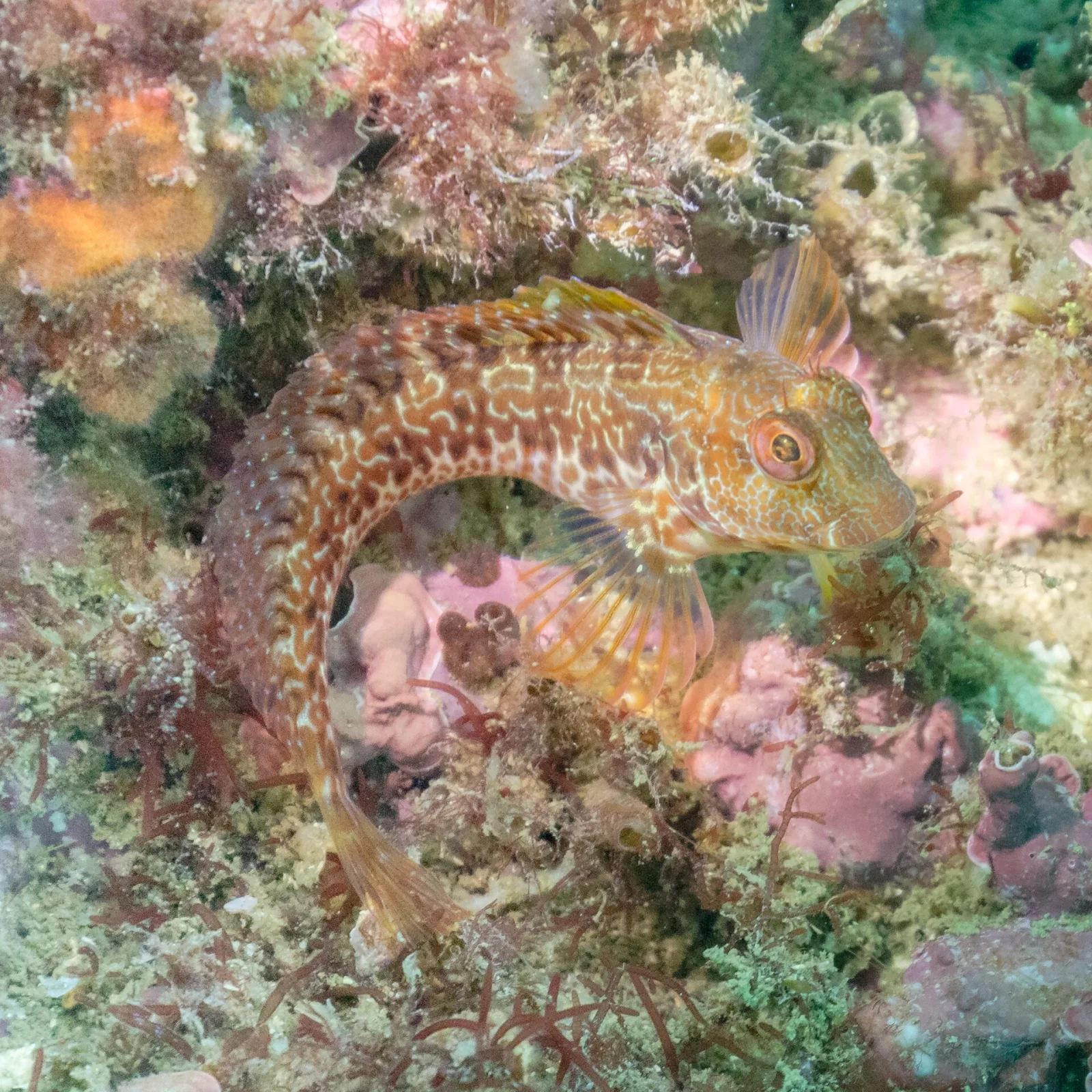 Bavosa africana