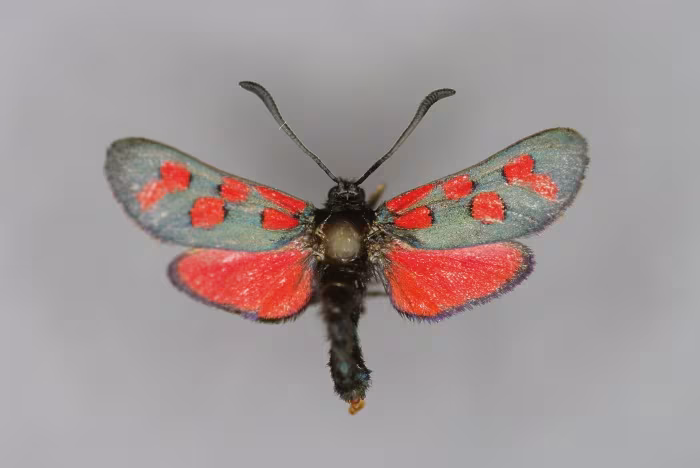 Zygaena oxytropis