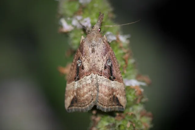 Hypena rostralis