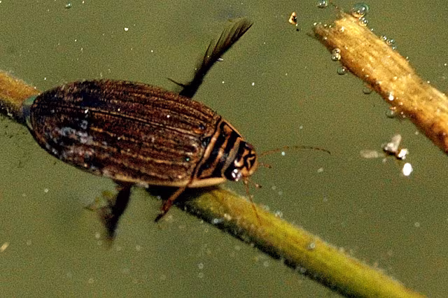 Acilius sulcatus
