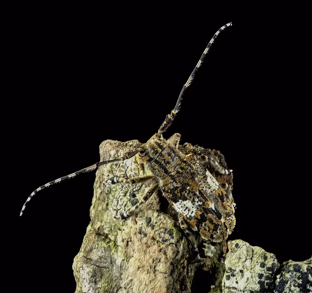 Mesosa nebulosa