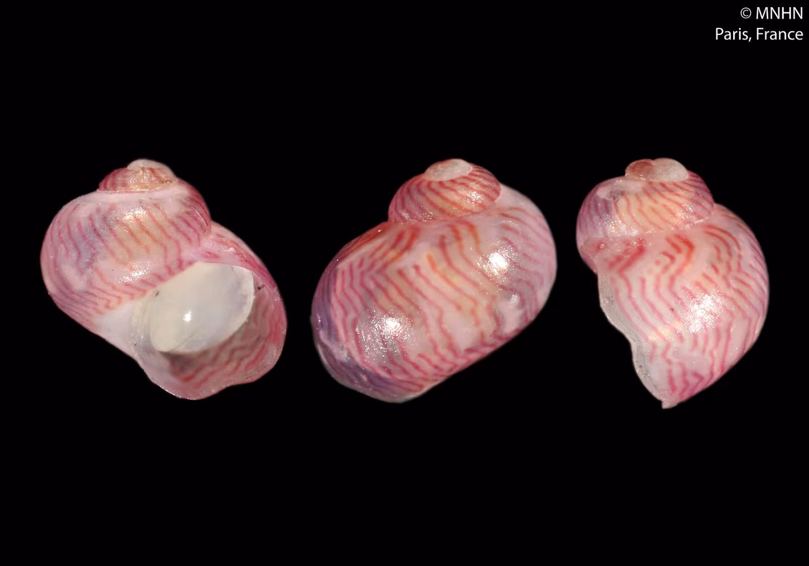 Tricolia deschampsi