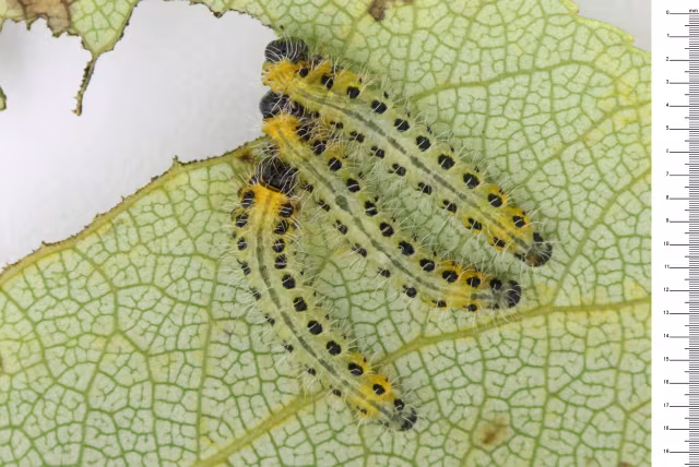 Cladius grandis