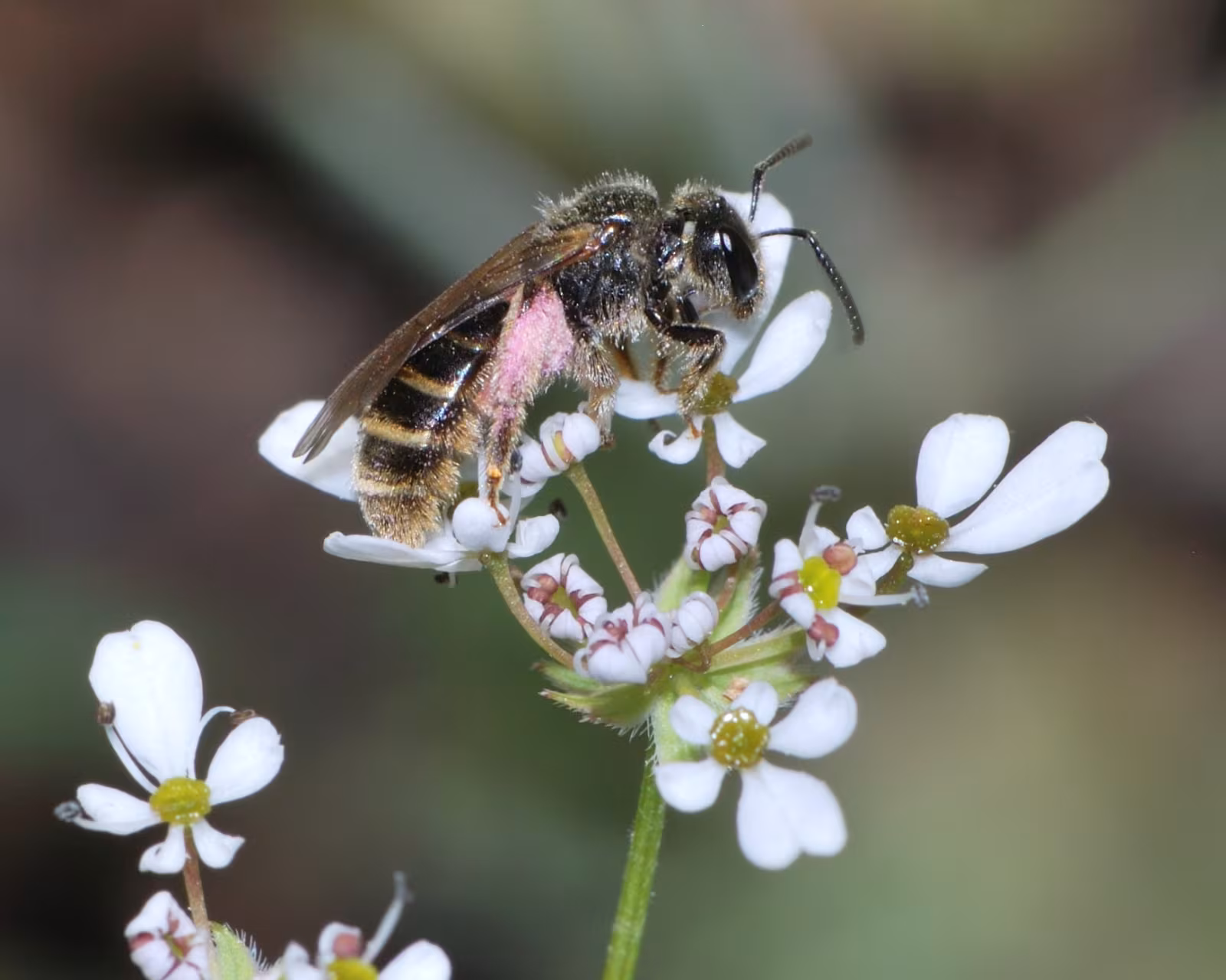 Lasioglossum marginatum