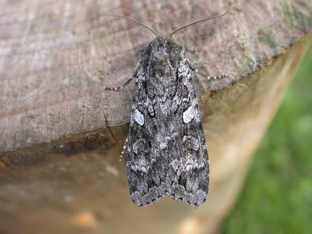 Eurois occulta