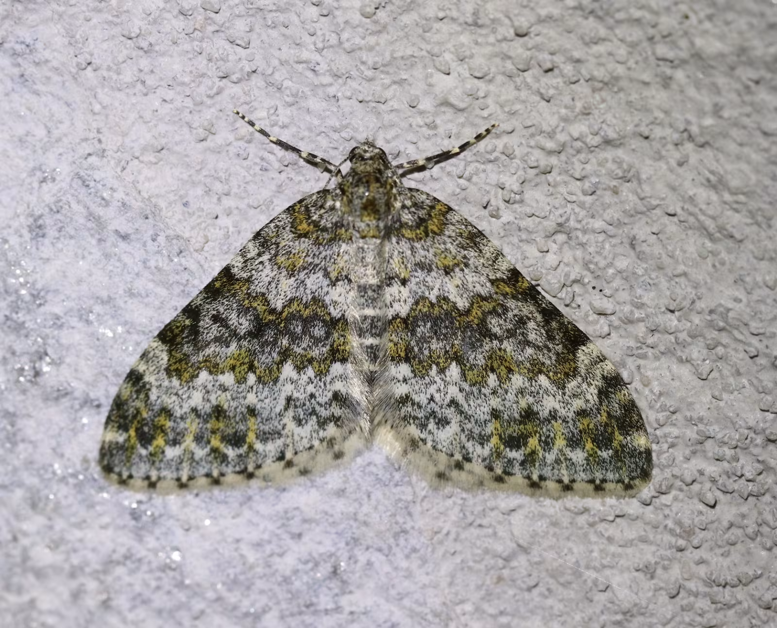Entephria flavicinctata