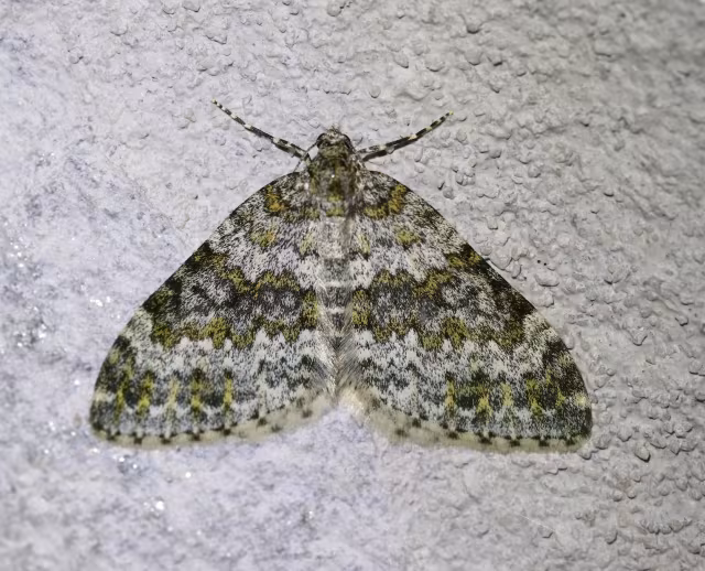Entephria flavicinctata
