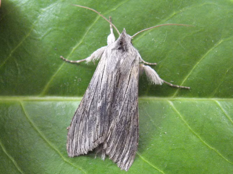 Cucullia chamomillae