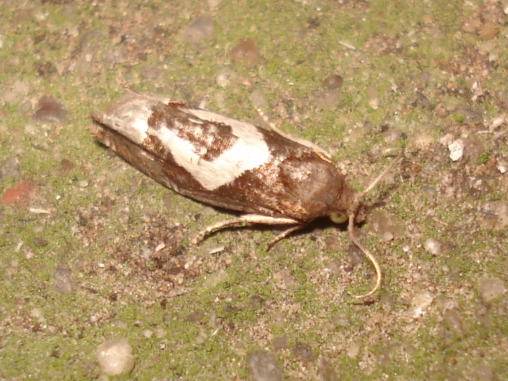 Epiblema foenella