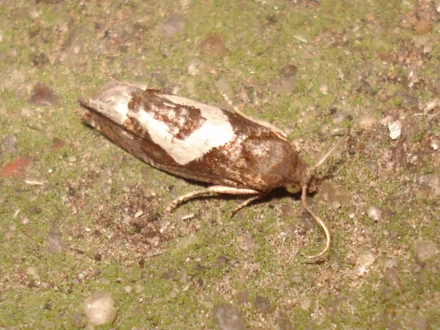 Epiblema foenella