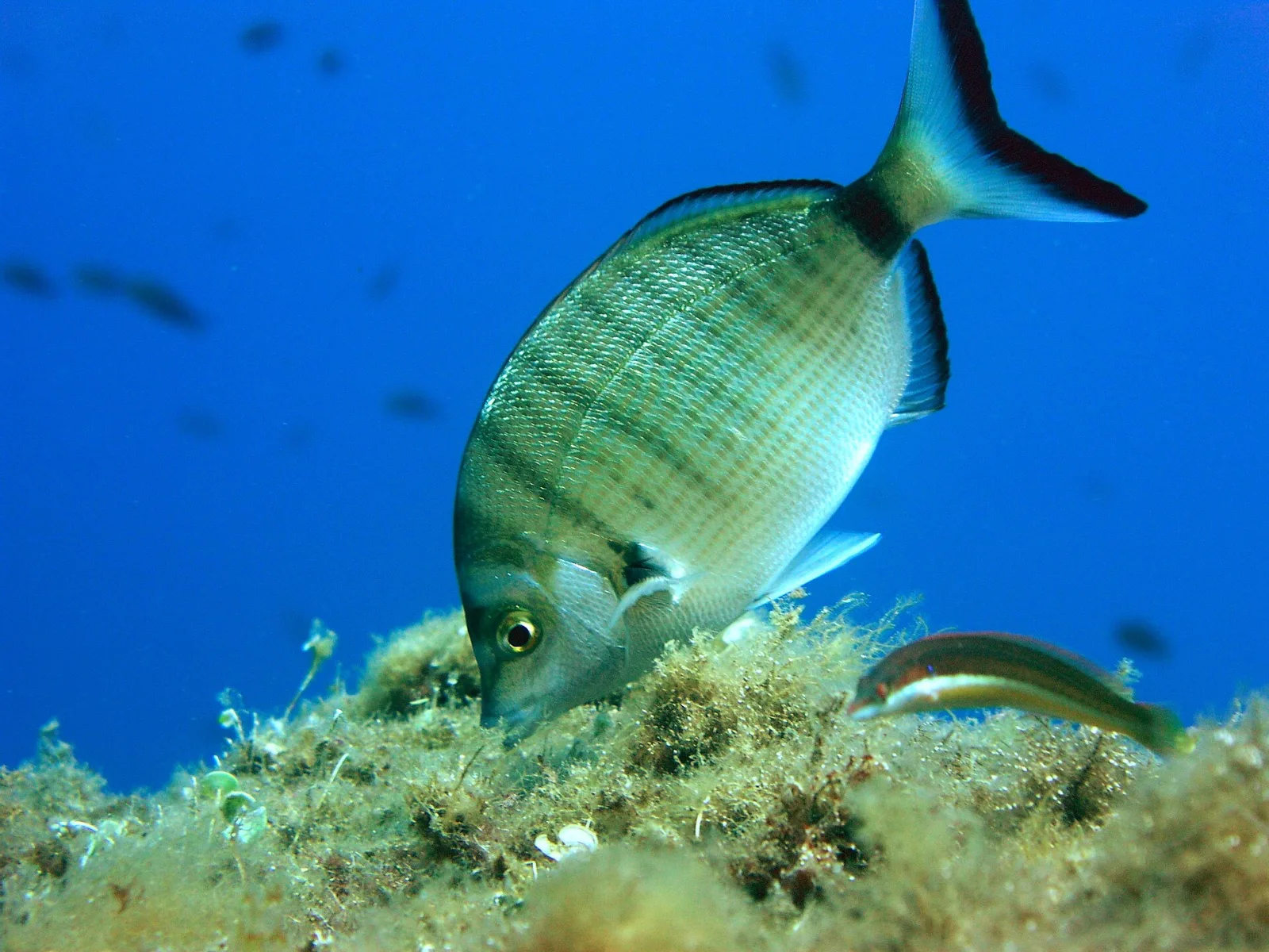 Sharpsnout Seabream