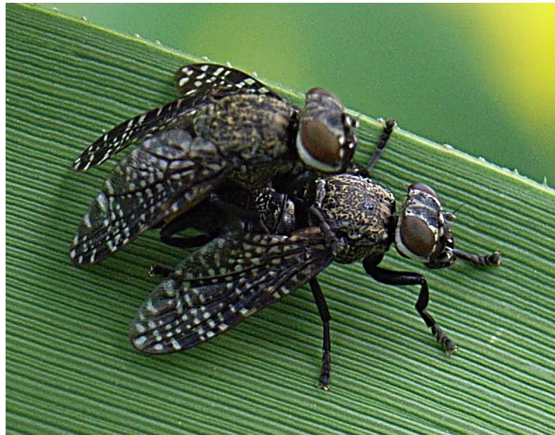 Platystoma seminationis