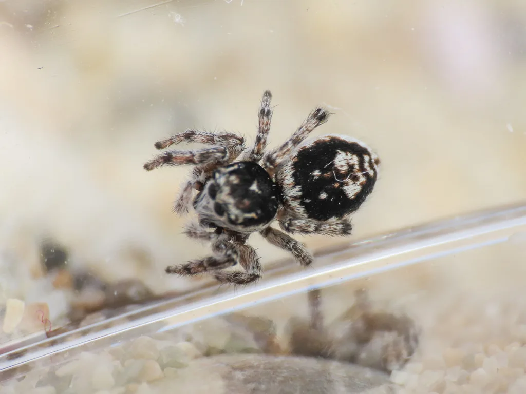 Attulus damini