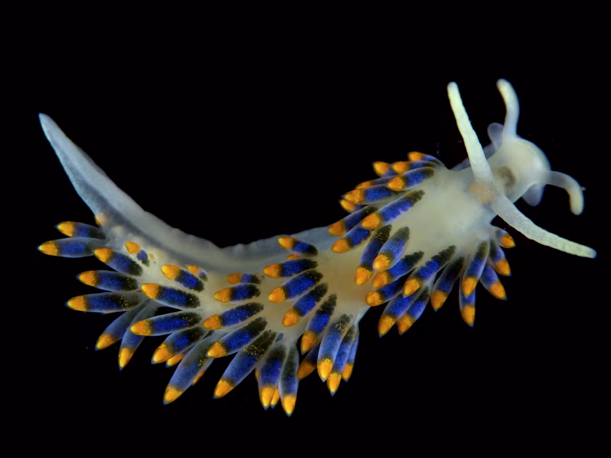 Trinchesia caerulea