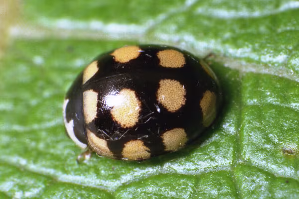 Coccinula quatuordecimpustulata