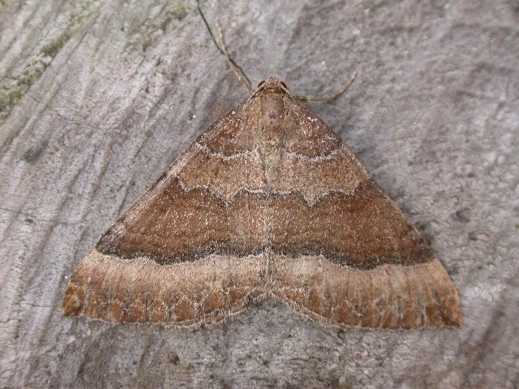 Larentia clavaria