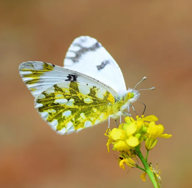 Euchloe ausonia