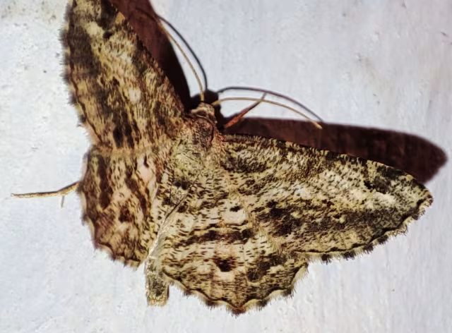 Chiasmia aestimaria
